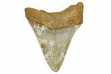 Serrated, Fossil Megalodon Tooth From Morocco - Rare Location #353024-1